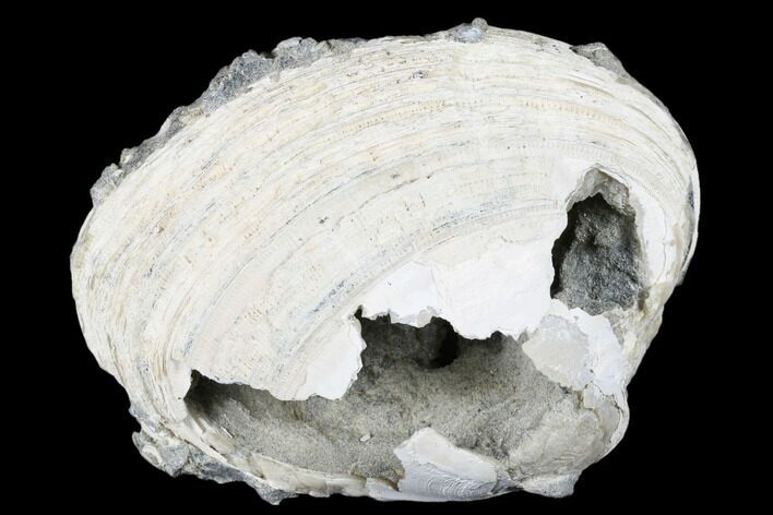 Fossil Clam With Fluorescent Calcite Crystals - Ruck's Pit, FL #175665